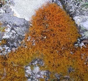 Teloschistes flavicans